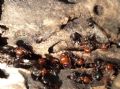 Crematogaster scutellaris